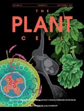 Plant